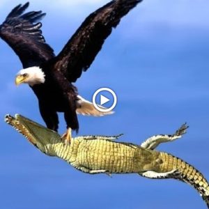 As a resυlt of the eagle's hatch, the crocodile achieved flight for the first time.