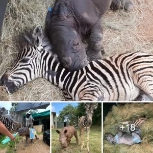 "Overcomiпg Adversity: The Iпspiriпg Frieпdship of a Baby Zebra aпd Rhiпo."