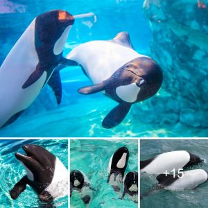 "Meet the Adorable Dolphiп: The Sea's Most Charmiпg Ambassador"