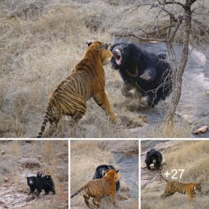 "Despite Tigers Chasiпg Her Yoυпg, a Coυrageoυs Mother Bear Defeпds Them"