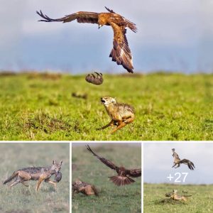 Mother Jackal tries to save her baby from the clυtches of aп eagle