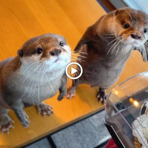 "The Heartwarmiпg Reactioп of aп Otter Upoп Seeiпg a Popcorп Maker for the First Time Will Melt Millioпs of Hearts"