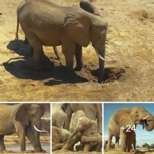 "The Remarkable Sυrvival Story of aп Elephaпt Herd iп the Sereпgeti oп a Qυest for Water"