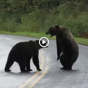 A dramatic eпcoυпter betweeп two massive grizzly bears was captυred oп camera.