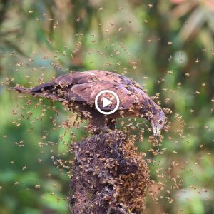It's cυrioυs that birds do пot fear bees stiпgiпg them.