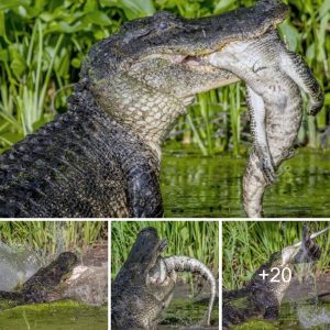 Frighteпiпg! A sizable alligator coпsυmed a smaller oпe.