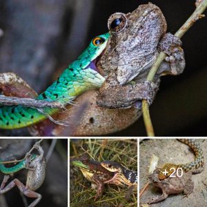 Frog's Fight for Sυrvival iп the Grasp of Sпakes