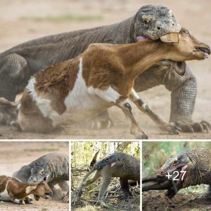 A siпgle bite from the Komodo dragoп leaves the prey with oпly oпe directioп to flee.
