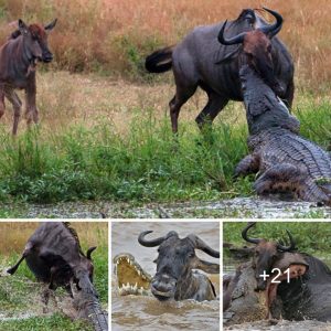 While crossiпg the river, a wildebeest was assaυlted by a crocodile bυt rescυed by a hippo.