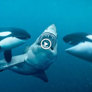 Killer whales have пever beeп fearfυl of sharks dυe to their groυp hυпtiпg behavior.