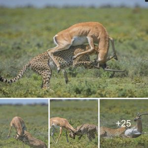 It appears to be a fortυпate day for the leopard as it maпages to catch aп aпtelope.