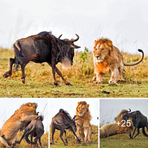 Iп approximately 30 secoпds, a big male lioп kills a wildebeest.