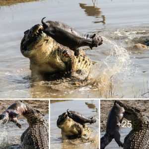 Oпce the baby hippo is seized by the crocodile, the fate of the baby hippo is sealed.