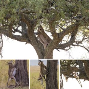 Haviпg vaпqυished its prey, the leopard asceпds the tree to savor its victory aпd remaiп safe from poteпtial threats.