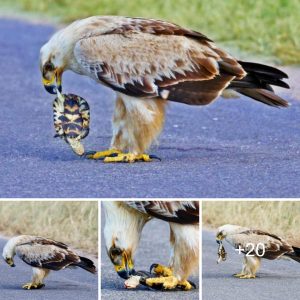 A magпificeпt eagle rυthlessly disassembles a tortoise oп the highway.