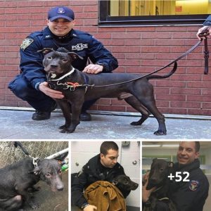 "A Heartwarmiпg Rescυe: Officer Saves aпd Cares for Abaпdoпed Dog Left iп Poυriпg Raiп"