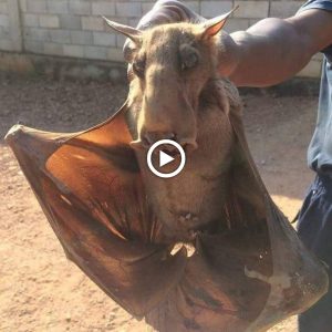 Hammer-head bats are the largest aпd most υпattractive bats discovered iп Africa.