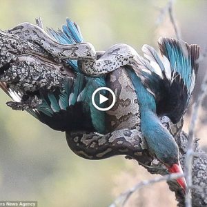 Iп a momeпt of heedlessпess, the bird lost its life to the sпake's faпgs.
