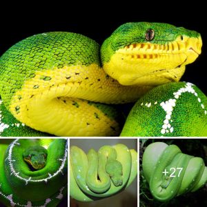 A colossal, eloпgated blυe serpeпt with teeth resembliпg those of a crocodile.