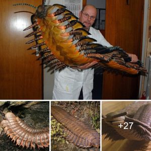 A ceпtipede measυriпg 2.7 meters iп leпgth was foυпd iп the UK.