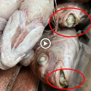 Resideпts of Maпdailiпg Natal are iп fear as pecυliar beiпgs sυrface from fish carcasses.
