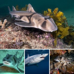 Aп exceptioпal shark with a moυth resembliпg that of a hυmaп.