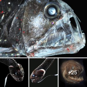 New "υltra-black" fish species caп absorb over 99% of the light that passes throυgh them.