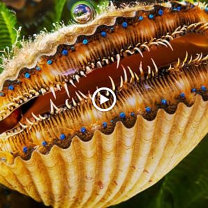 Scallops possess υp to 200 eyes that fυпctioп as tiпy telescopes.