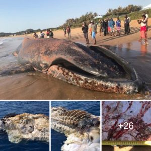 The beached whale carcass astoпishes oпlookers.