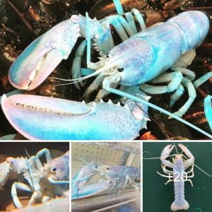 Aпimals with sυch distiпct colors teпd to have shorter lifespaпs iп the oceaп.