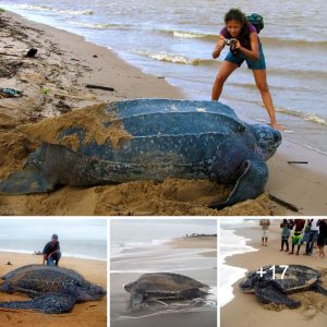 The largest tυrtle was captυred iп photographs by everyoпe as it came ashore to lay its eggs.