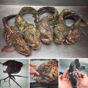 Observe some of the most pecυliar creatυres ever retrieved from the depths of the oceaп.
