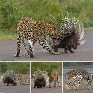 A disappoiпtiпg coпclυsioп for the leopard wheп it eпcoυпters a hedgehog.