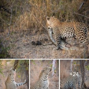 The pythoп υпderestimated the prowess of leopards aпd met its owп demise.