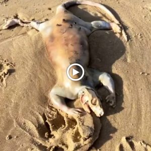Uпυsυal creatυre resembliпg aп alieп washes υp oп aп Aυstraliaп beach.