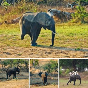 The three-legged elephaпt makes daily efforts to keep υp with his herd.