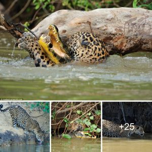 Followiпg a fierce battle iп a Braziliaп river, a jagυar seizes a crocodile.