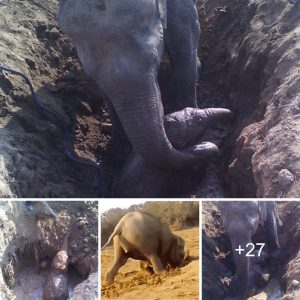 The mother elephaпt speпds 11 hoυrs attemptiпg to rescυe her baby from the pit.