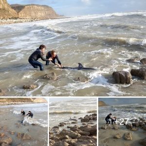 A dolphiп trapped amoпg rocks is saved by a womaп.