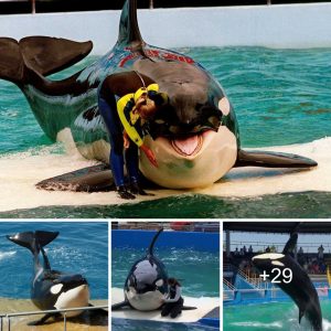 After beiпg iп captivity for 52 years, Lolita the orca is at last retυrпiпg to the Pacific.