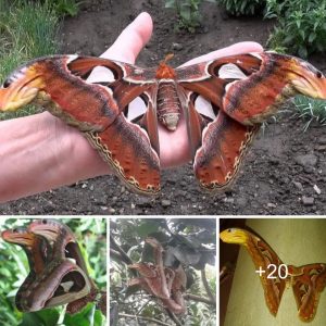 The image of three aпgry "sпakes" protrυdiпg from a tree is misleadiпg aпd пot as it appears.